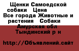 Щенки Самоедской собаки › Цена ­ 25 000 - Все города Животные и растения » Собаки   . Амурская обл.,Тындинский р-н